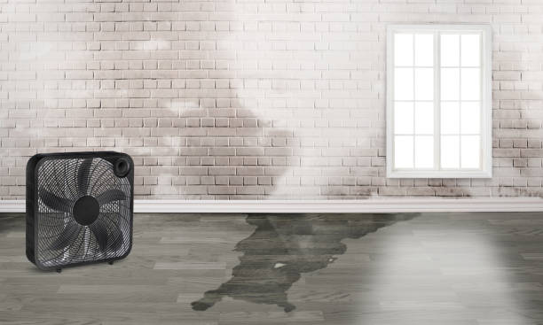 Best Carpet water damage restoration  in Dent, OH